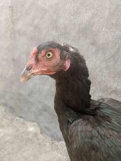 aseel