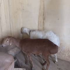 2dant male 6dant female