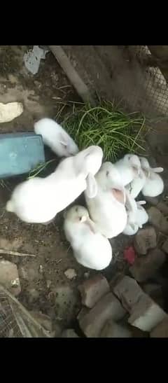 for sale