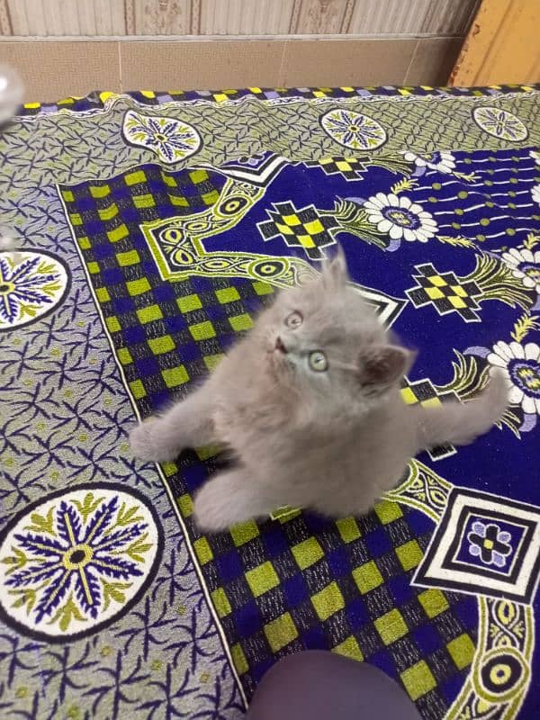 Persian triple coated male kitten 03247627801 1
