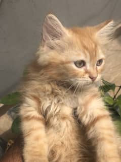kittens blue eyes , old eyes | double coat  | kitten | litter trained