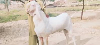 Desi Bakra Urgent For Sale CALL _+03278290878