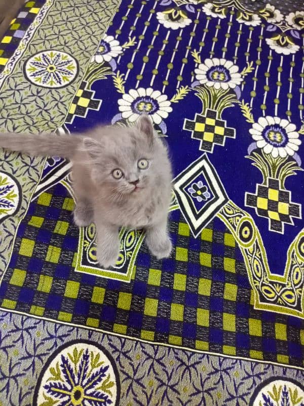 Persian triple coated male kitten 03247627801 0