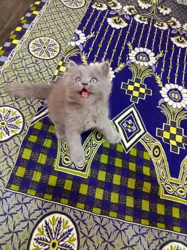 Persian triple coated male kitten 03247627801 1
