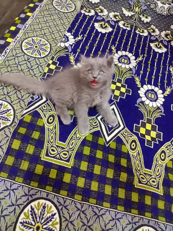 Persian triple coated male kitten 03247627801 2