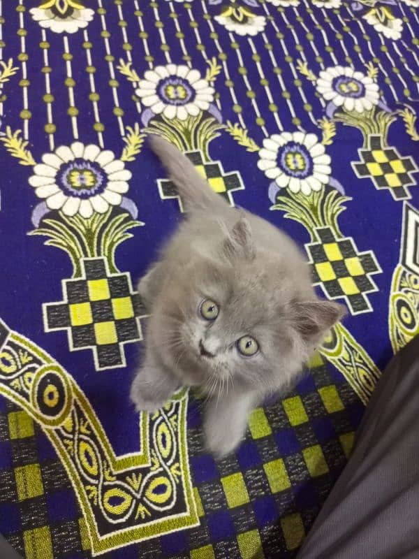 Persian triple coated male kitten 03247627801 3