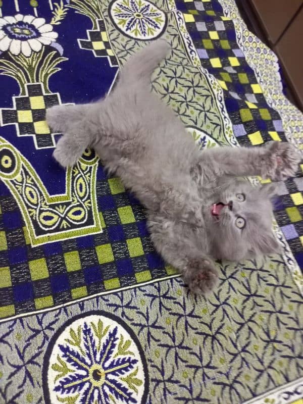 Persian triple coated male kitten 03247627801 4