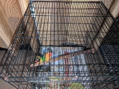 Healthy Love Birds Breeder Pair with Cage – Urgent Sale