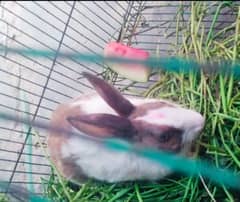 Rabbit For Sale Urgently