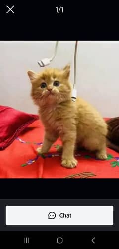 persian cat for sale male or female my WhatsApp 03292663231