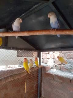 3 breeder pair available for sale