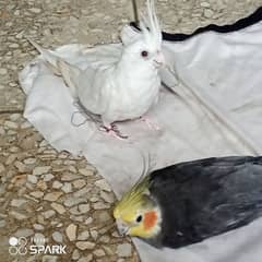 Cockatiel