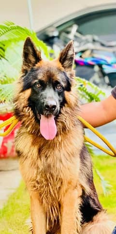 German Shepherd Male Dog