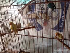 love birds