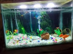 Fish