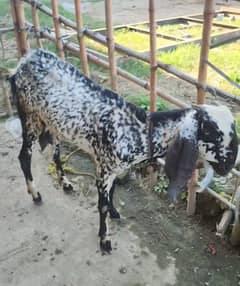 makhi