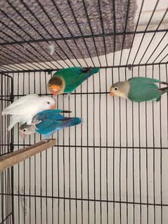 Love Birds Breeder Pair With chicks And History