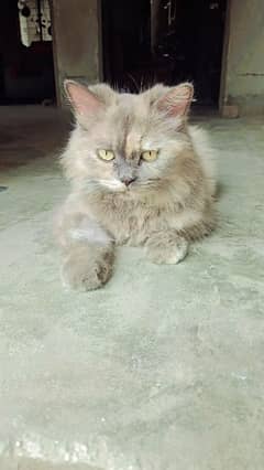 Persian