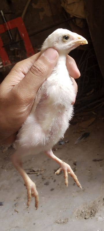 Heera chicks 3