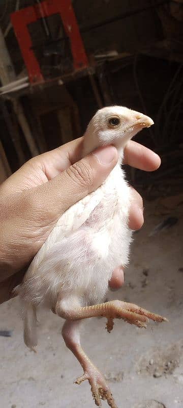 Heera chicks 4