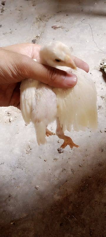 Heera chicks 5