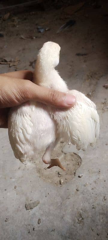 Heera chicks 6