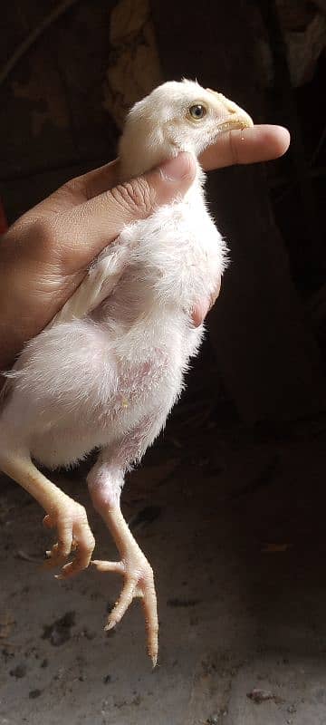 Heera chicks 7