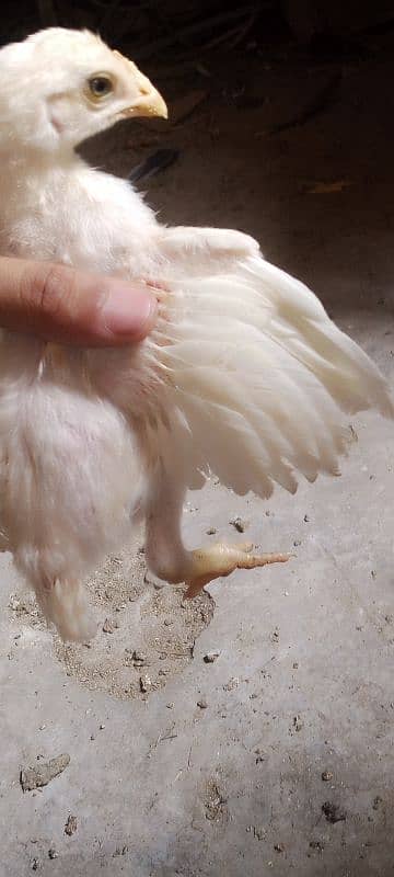 Heera chicks 8
