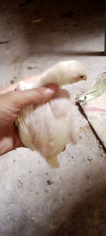 Heera chicks 10