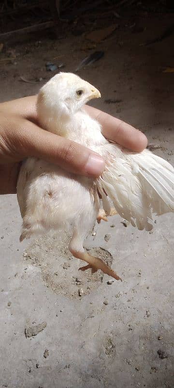 Heera chicks 11