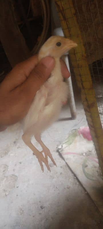 Heera chicks 12