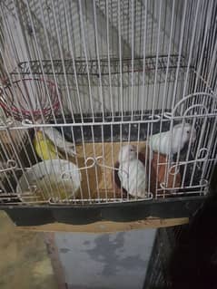 Lovebirds Albino red eyes,Creamino,Parblue