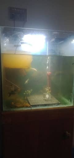 aquarium with 17 fish's + baby