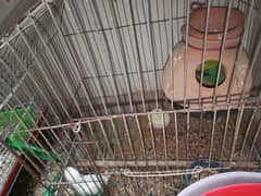lovebirds