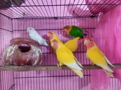 lutino beautiful bird