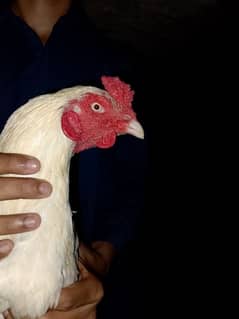 Heera