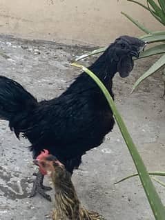 Ayam