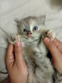 Persian female kitten for sale