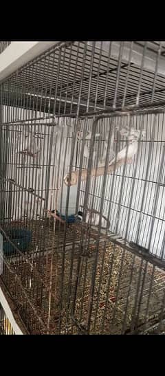 white jawa fawn jawa and gouldian for sale
