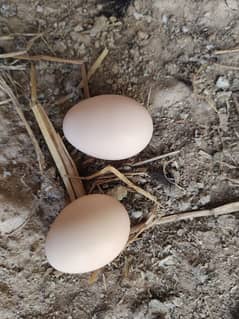 Aseel Pure Eggs