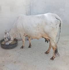 Taazi