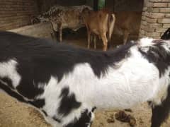 Bakra is sale for Eid Al azha