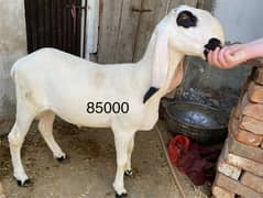 Qurbani k janver sale k lia available hn