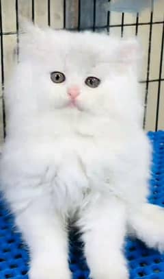 Low Rs| Cat| baby| Blue Eyes| Persian| Kittens| Punch'