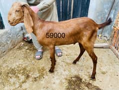 Qurbani