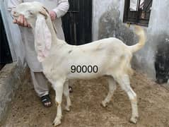 Qurbani