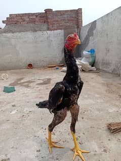 Shamo