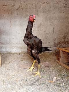 Shamo