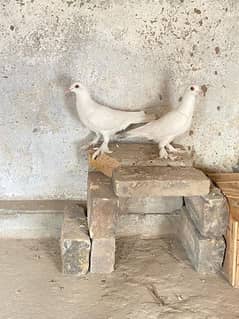 sale pegions