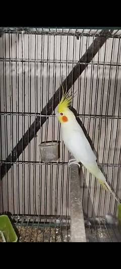 Male common whit cocktail